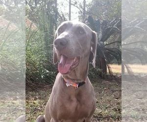 Mother of the Weimaraner puppies born on 10/10/2022