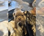 Puppy Rocky Olde English Bulldogge