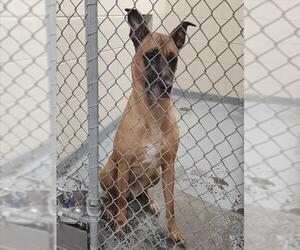 German Shepherd Dog-Unknown Mix Dogs for adoption in Anchorage, AK, USA