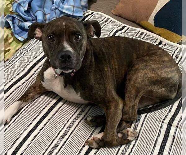 Medium Photo #3 Boxer-Unknown Mix Puppy For Sale in Fenton, MO, USA