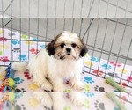 Small #7 Shih Tzu
