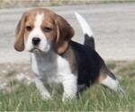 Small Photo #2 Beagle Puppy For Sale in MORRILL, KS, USA