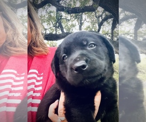 Labrador Retriever Puppy for Sale in DEVINE, Texas USA