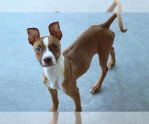 American Staffordshire Terrier-Unknown Mix Dogs for adoption in Grand Prairie, TX, USA