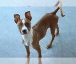 BUSCH - Male American Staffordshire Terrier-Unknown Mix Dog for Adoption - Small photo