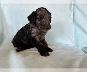 Goldendoodle Litter for sale in CHIPLEY, FL, USA
