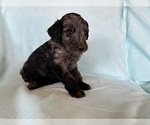 Small Goldendoodle