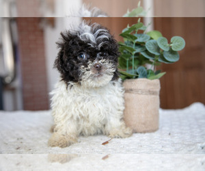 Medium ShihPoo