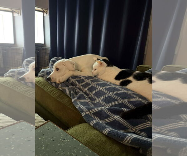 Medium Photo #2 American Pit Bull Terrier-Unknown Mix Puppy For Sale in Germantown, OH, USA