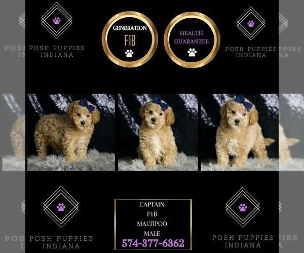 Medium Photo #1 Maltipoo Puppy For Sale in WARSAW, IN, USA