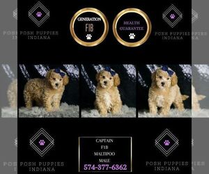 Maltipoo Puppy for sale in WARSAW, IN, USA