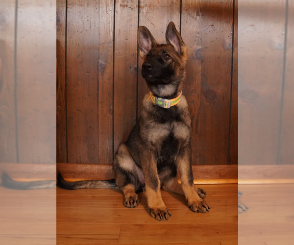 Medium Photo #1 German Shepherd Dog Puppy For Sale in MOUNTAIN CITY, TN, USA