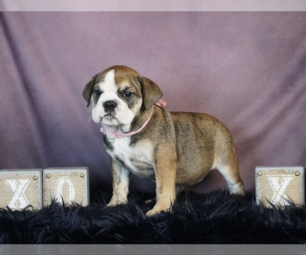 Medium Photo #3 English Bulldog Puppy For Sale in WARSAW, IN, USA