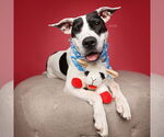 Small #1 American Pit Bull Terrier