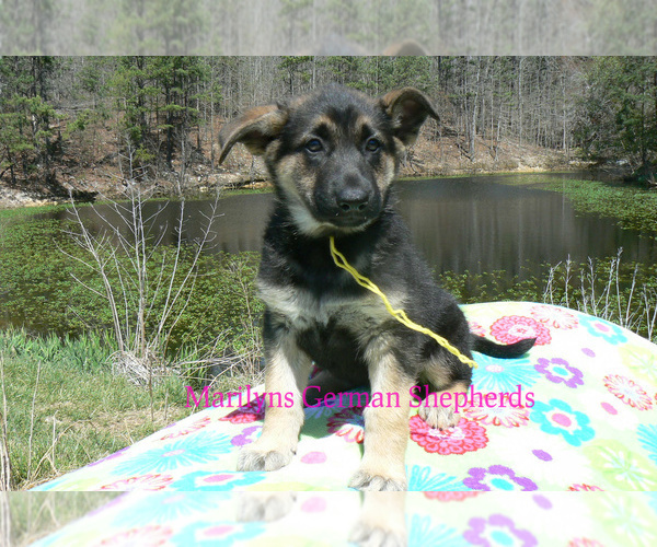 Medium Photo #5 German Shepherd Dog Puppy For Sale in PIEDMONT, MO, USA