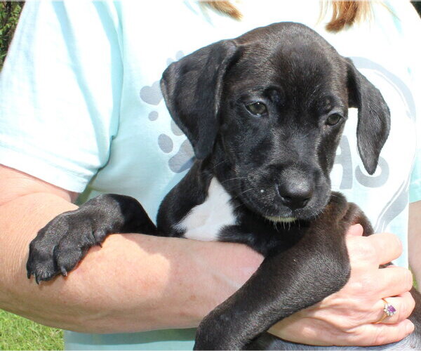 Medium Photo #3 Retriever -Unknown Mix Puppy For Sale in Prattville, AL, USA