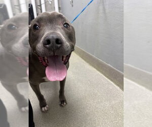 Mutt Dogs for adoption in Las Vegas, NV, USA