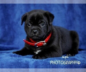 Jug-Shiba Inu Mix Dog for Adoption in LIBERTY, Kentucky USA