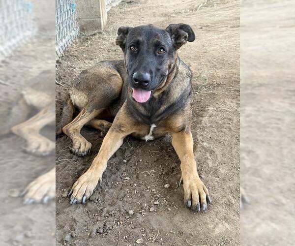 Medium Photo #3 German Shepherd Dog Puppy For Sale in Riverside, CA, USA