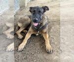 Small #2 German Shepherd Dog