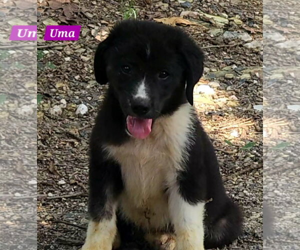 Medium Photo #2 Great Pyrenees-Unknown Mix Puppy For Sale in Alexander, AR, USA