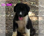 Small #1 Great Pyrenees Mix