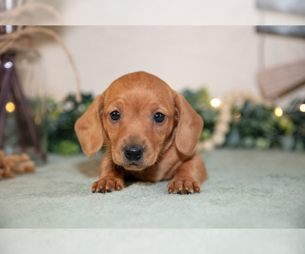 Medium Photo #16 Dachshund Puppy For Sale in NAPPANEE, IN, USA