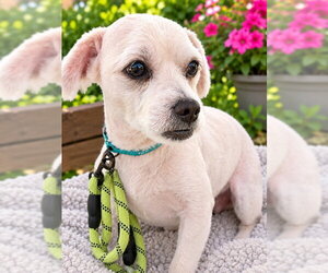 Maltese-Unknown Mix Dogs for adoption in Rocky Mount, NC, USA