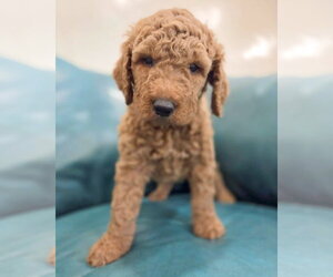 Goldendoodle Dogs for adoption in Corona, CA, USA