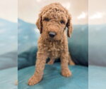 Small Goldendoodle