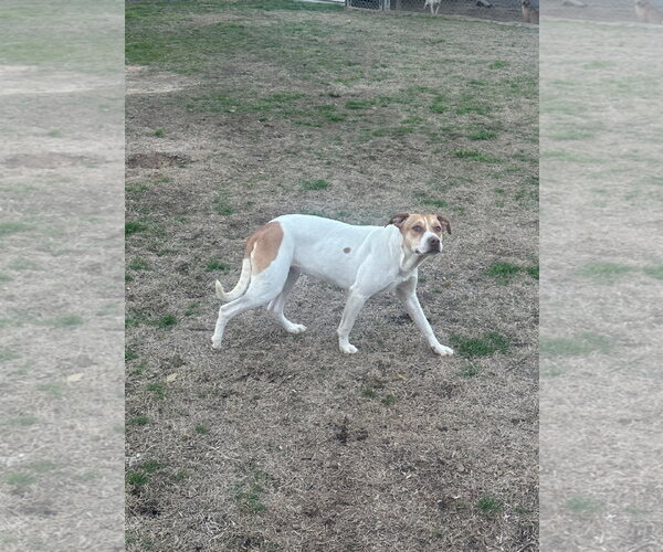 Medium Photo #1 Mutt Puppy For Sale in Eastman, GA, USA