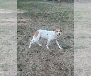Mutt Dogs for adoption in Eastman, GA, USA