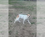 Posey - Female Mutt Dog for Adoption - Small photo
