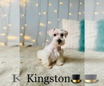 Small Photo #14 Schnauzer (Standard) Puppy For Sale in COOKEVILLE, TN, USA