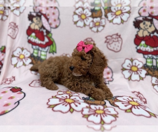 Medium Photo #7 Cock-A-Poo Puppy For Sale in LAKELAND, FL, USA