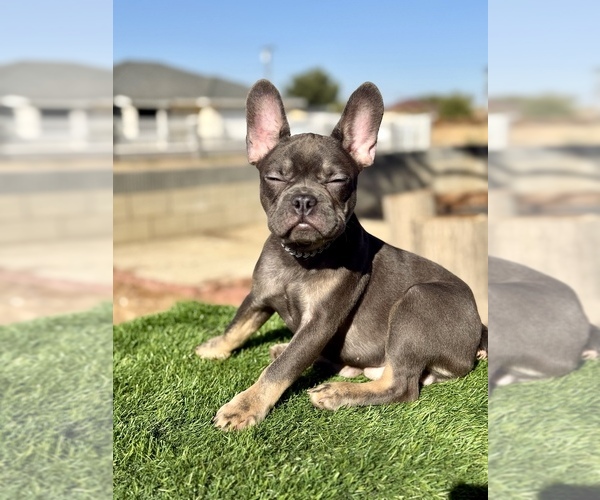 Medium Photo #5 French Bulldog Puppy For Sale in BURBANK, CA, USA