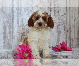 Cocker Spaniel-Poodle (Miniature) Mix Puppy for sale in SHILOH, OH, USA