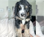 Small #1 Bernedoodle