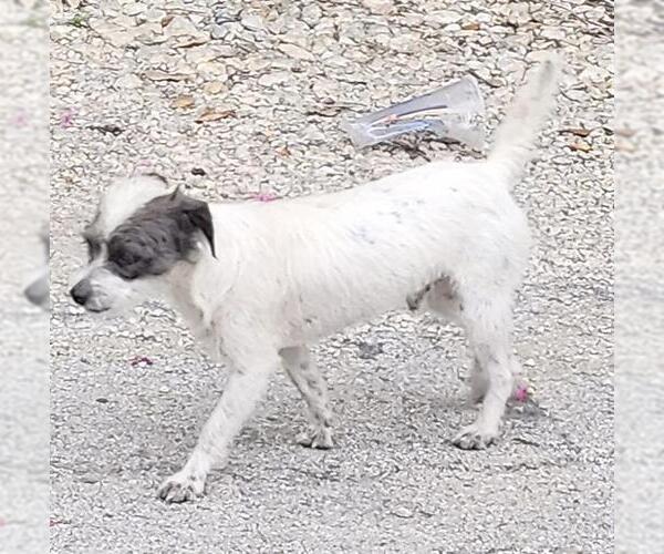 Medium Photo #1 Mutt Puppy For Sale in San Antonio, TX, USA