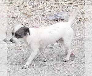 Mutt Dogs for adoption in San Antonio, TX, USA