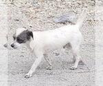 Small Mutt