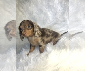 Dachshund Puppy for sale in MINERAL WELLS, TX, USA