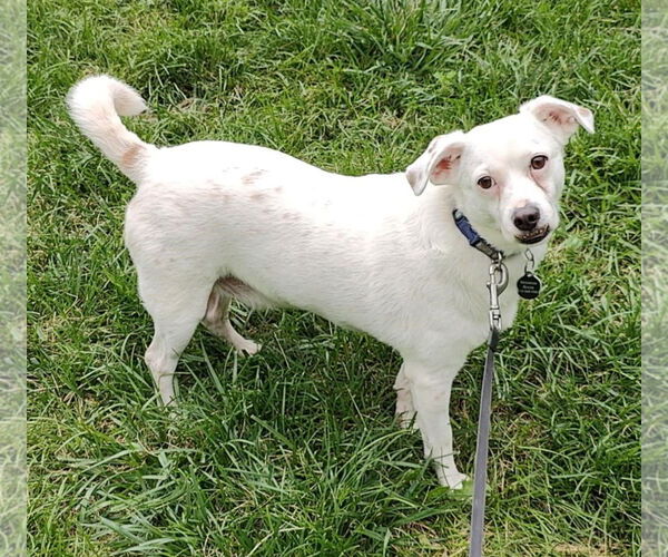 Medium Photo #4 Chihuahua-Unknown Mix Puppy For Sale in St. Louis Park, MN, USA
