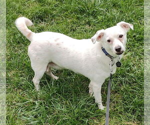 Buzz - Male Chihuahua-Unknown Mix Dog for Adoption - Photo #4