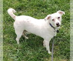 Small #3 Chihuahua Mix