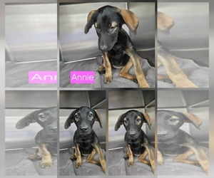 Medium Catahoula Leopard Dog Mix