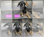 Small Catahoula Leopard Dog Mix