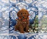 Small Photo #1 Goldendoodle (Miniature) Puppy For Sale in LINCOLN UNIVERSITY, PA, USA