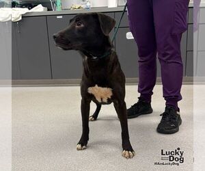 Natasha - Female Labrador Retriever-Retriever  Mix Dog for Adoption - Photo #3