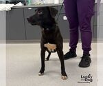 Small #2 Labrador Retriever-Retriever  Mix